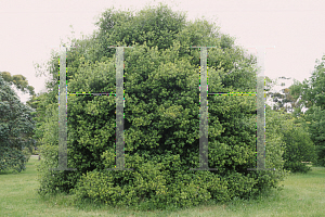 Picture of Quercus coccifera ssp. calliprinos 
