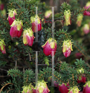 Picture of Darwinia macrostegia 