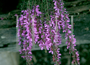 Picture of Tetratheca ericifolia 