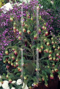 Picture of Darwinia macrostegia 