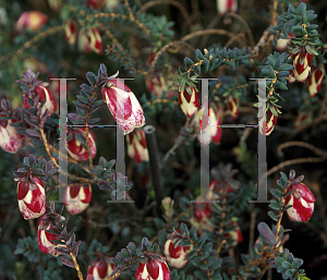 Picture of Darwinia macrostegia 