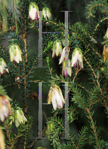 Picture of Darwinia macrostegia x meeboldii 