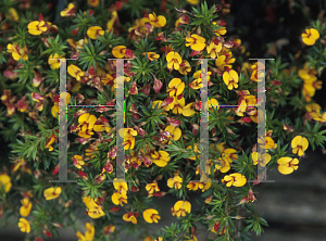 Picture of Pultenaea pedunculata 