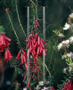 Picture of Epacris impressa 