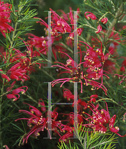 Picture of Grevillea rosmarinifolia 'Scarlet Sprite'