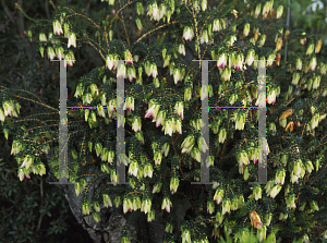 Picture of Darwinia macrostegia x meeboldii 