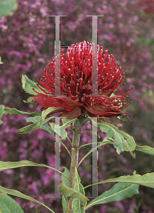 Picture of Telopea speciosissima 