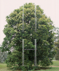 Picture of Flindersia australis 