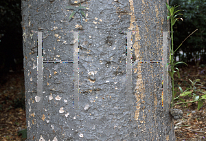 Picture of Agathis robusta 