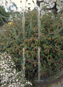 Picture of Epacris longiflora 