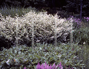 Picture of Polygonum japonicum 'Variegatum'