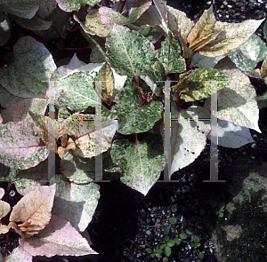 Picture of Polygonum japonicum 'Variegatum'