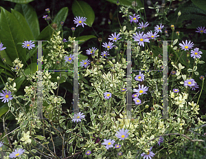 Picture of Felicia amelloides 'Variegata'