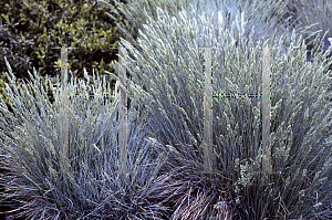 Picture of Festuca glauca 'Seeigel(Sea Urchin)'