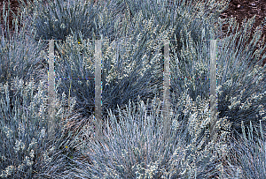 Picture of Festuca glauca 'Blausilber(Blue Silver)'