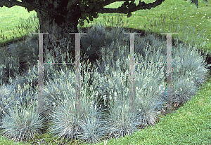 Picture of Festuca glauca 