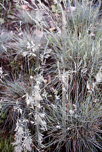 Picture of Festuca glauca 