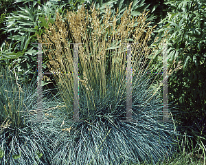 Picture of Festuca glauca 'Elijah Blue'