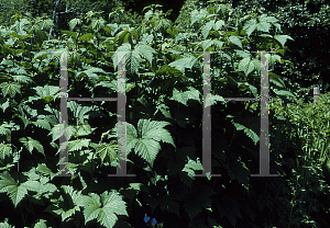 Picture of Filipendula kamtschatica 