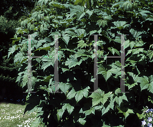 Picture of Filipendula kamtschatica 