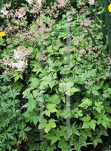 Picture of Filipendula koreana 