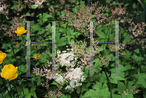 Picture of Filipendula koreana 