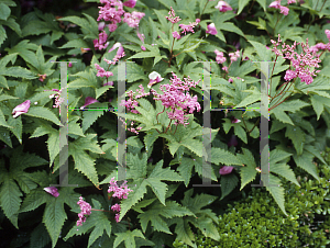 Picture of Filipendula purpurea 