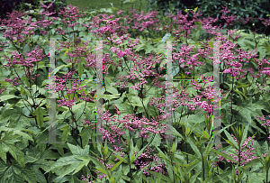 Picture of Filipendula purpurea 