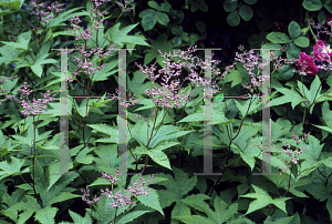 Picture of Filipendula purpurea 