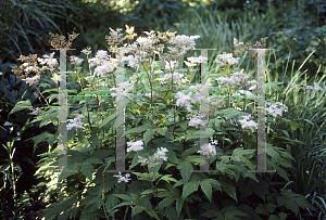 Picture of Filipendula purpurea 