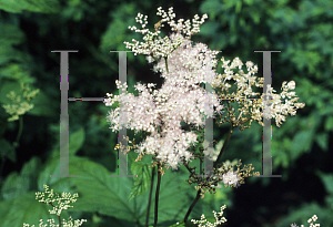 Picture of Filipendula purpurea 