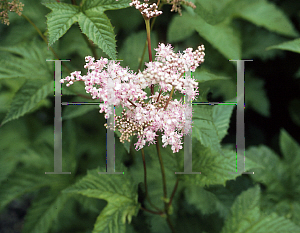 Picture of Filipendula palmata 'Elegantissima'