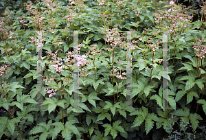 Picture of Filipendula palmata 'Elegantissima'