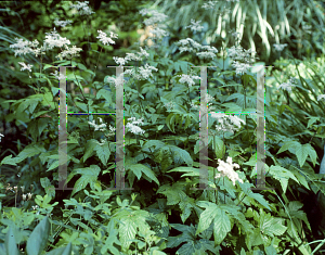 Picture of Filipendula purpurea 