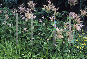 Picture of Filipendula purpurea 'Nana'