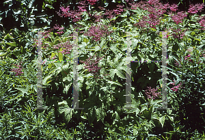 Picture of Filipendula purpurea 'Rubra'