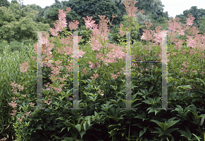 Picture of Filipendula rubra 