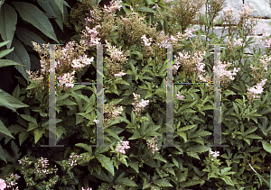 Picture of Filipendula rubra 