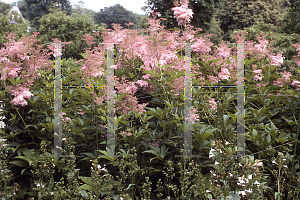 Picture of Filipendula rubra 