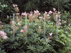 Picture of Filipendula rubra 