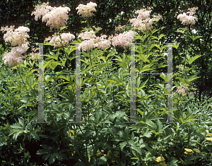 Picture of Filipendula rubra 'Venusta'