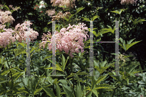 Picture of Filipendula rubra 'Venusta'