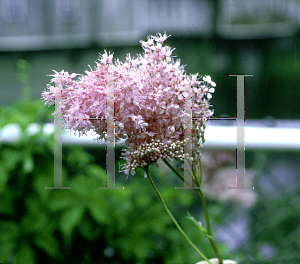 Picture of Filipendula rubra 'Venusta'