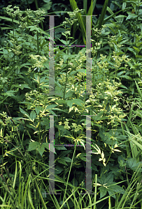 Picture of Filipendula ulmaria 'Variegata'