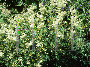 Picture of Filipendula ulmaria 'Variegata'