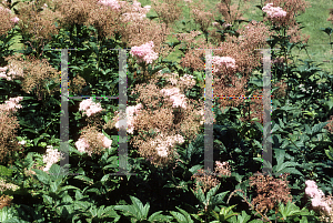 Picture of Filipendula rubra 'Venusta'