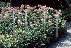 Picture of Filipendula rubra 'Venusta'