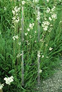 Picture of Filipendula vulgaris 