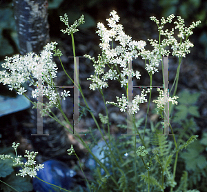 Picture of Filipendula vulgaris 