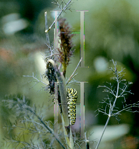 Picture of Foeniculum vulgare 